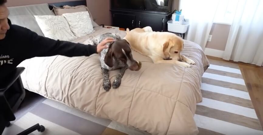 ラブラドールレトリーバー,動画