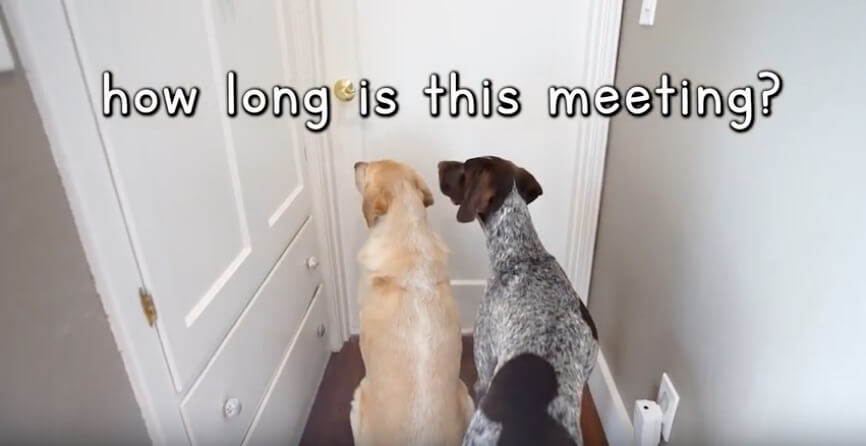 ラブラドールレトリーバー,動画