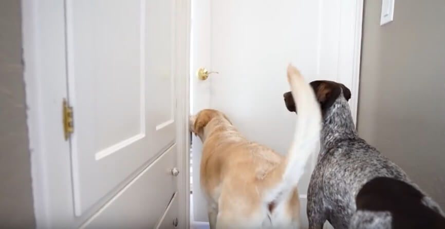 ラブラドールレトリーバー,動画