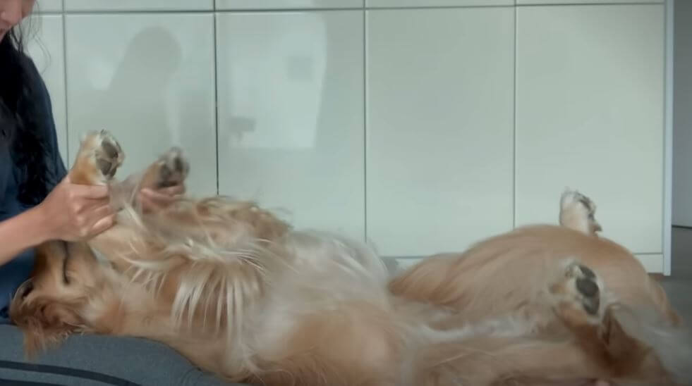 ゴールデンレトリーバー,動画