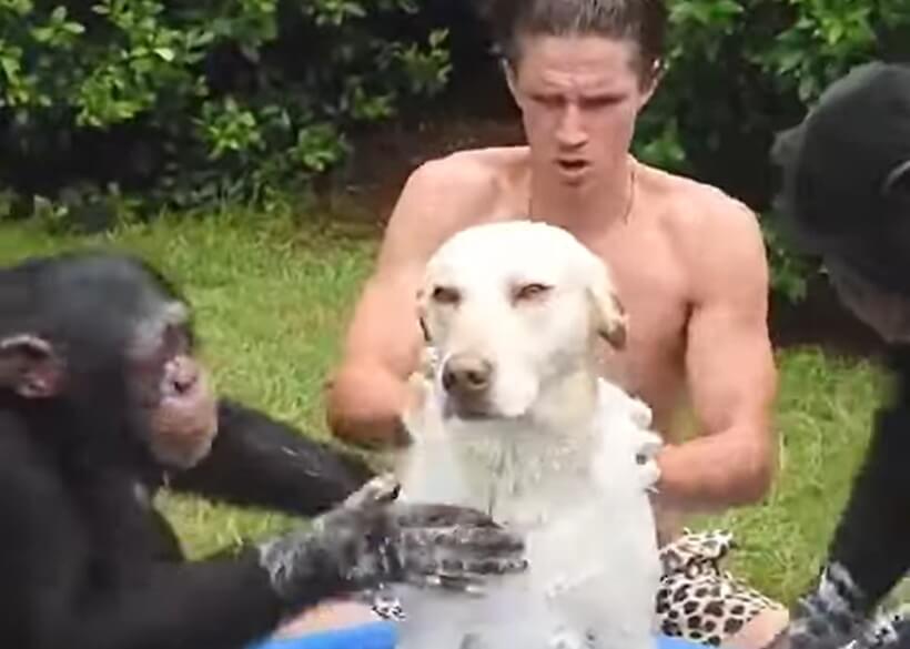 ラブラドールレトリーバー,動画