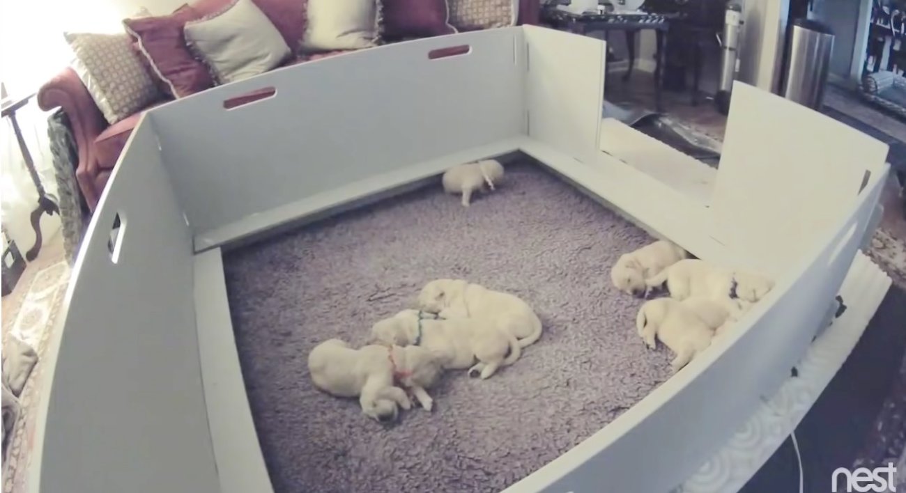 ゴールデンレトリーバー,動画