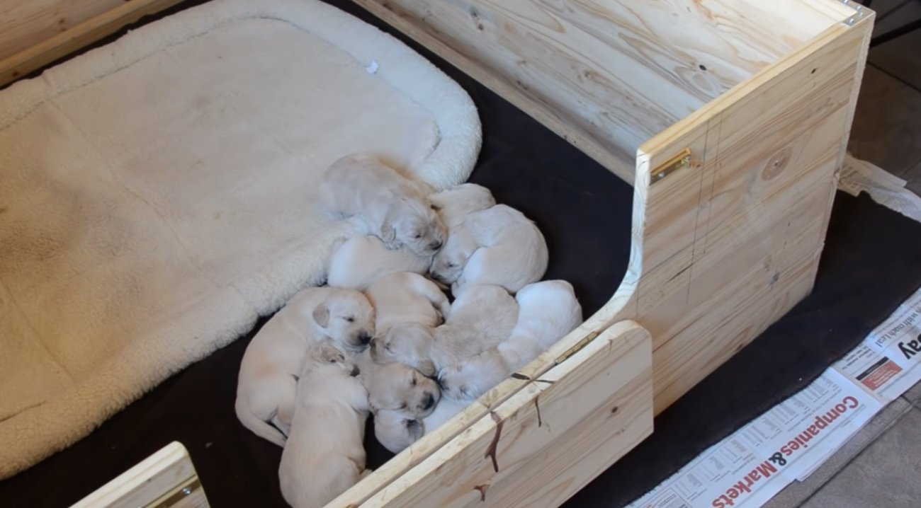 ゴールデンレトリーバー,動画