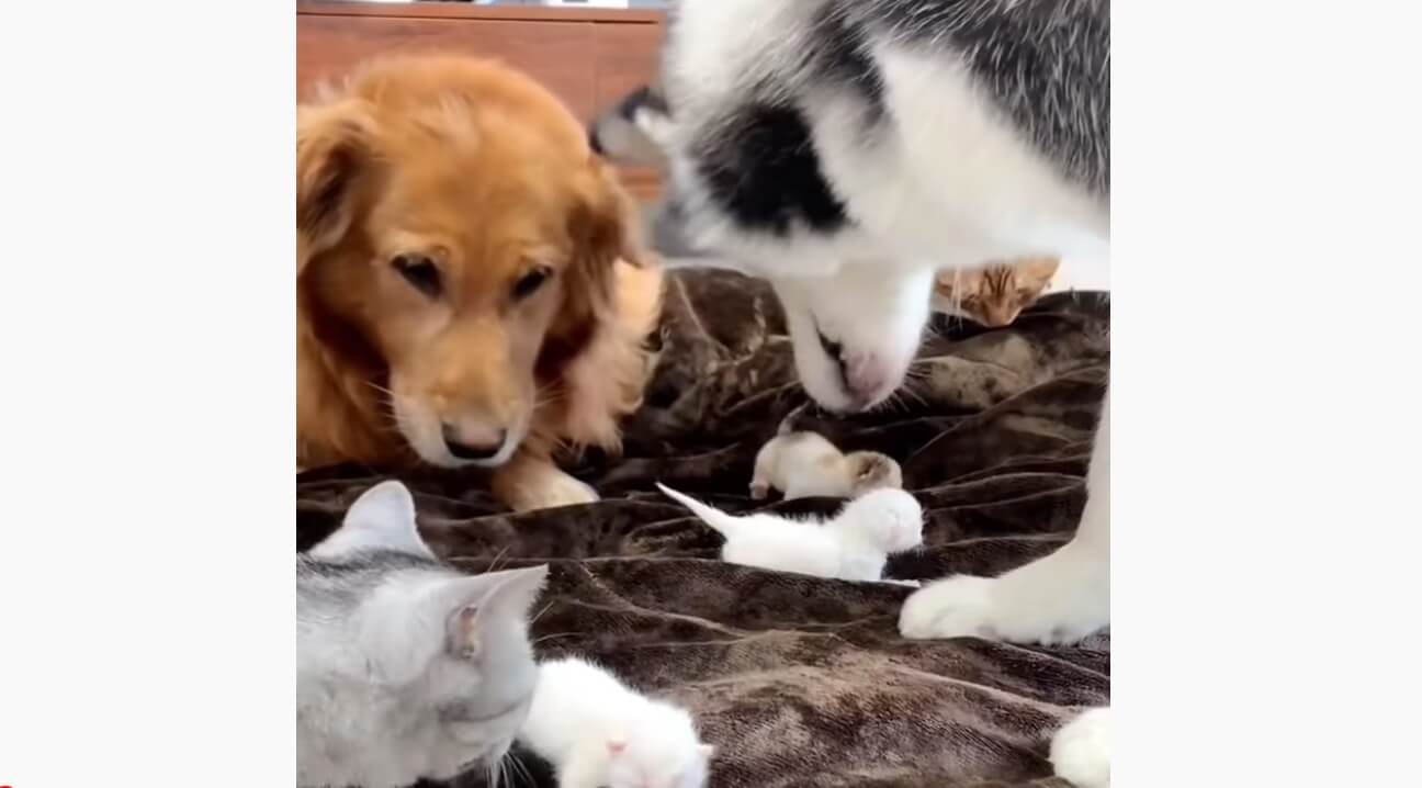 ゴールデンレトリーバー,動画