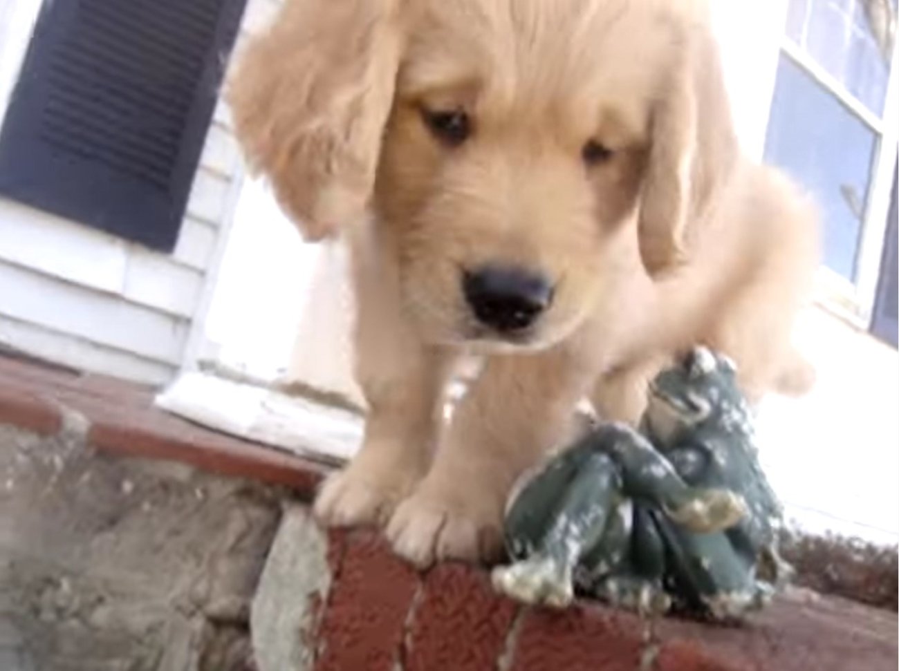 ゴールデンレトリーバー,動画