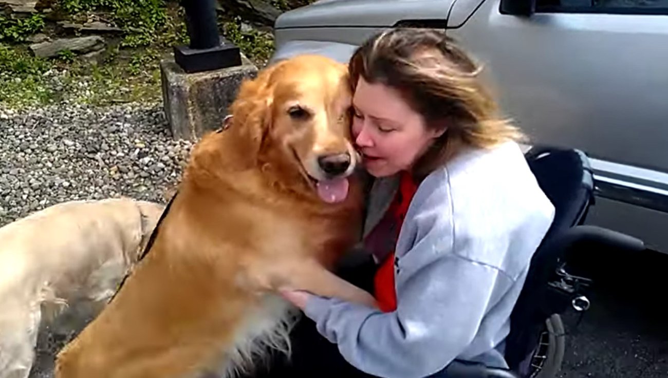 ゴールデンレトリーバー,動画