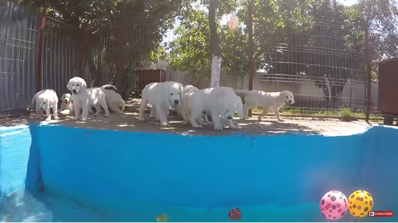 ゴールデンレトリーバー,動画