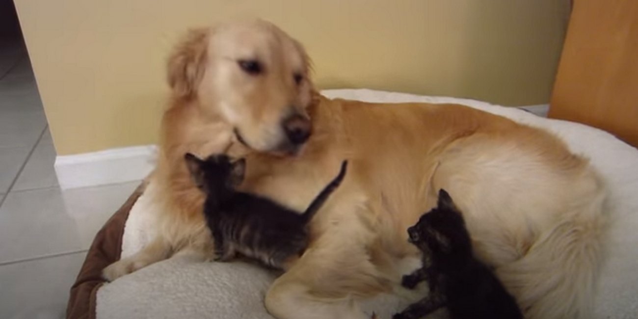 ゴールデンレトリーバー,動画