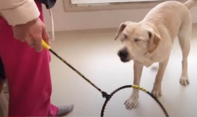 ラブラドールレトリーバー,動画