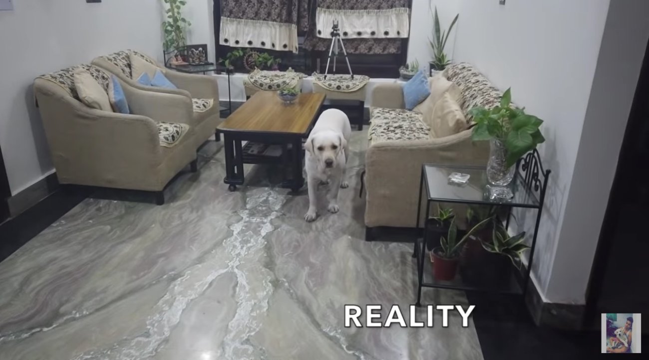 ラブラドールレトリーバー,動画