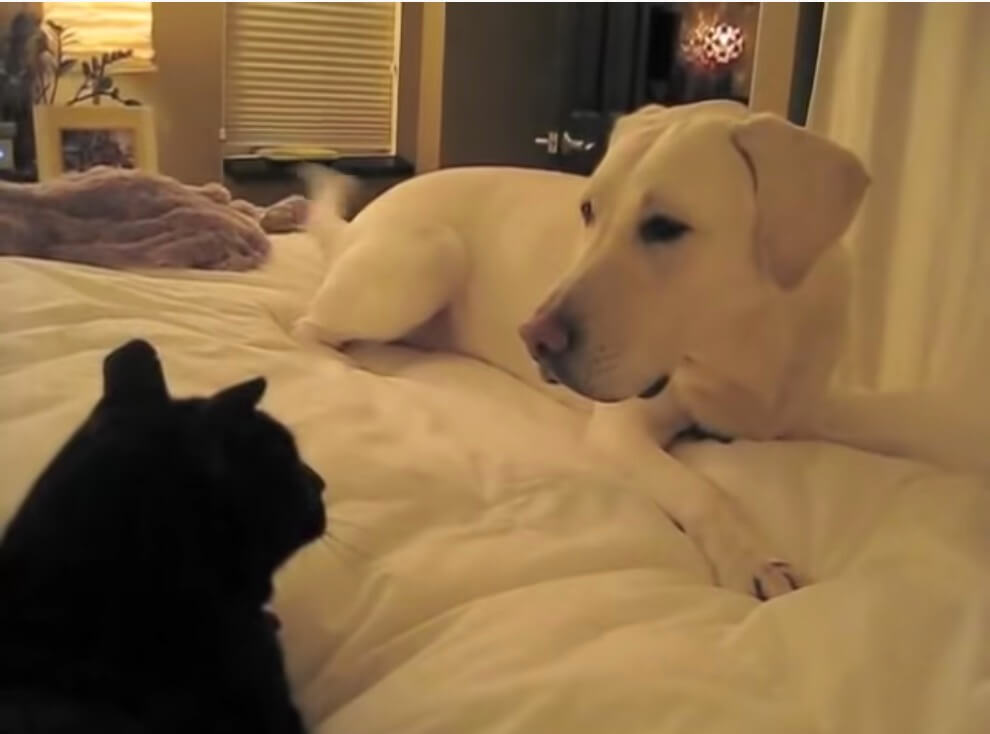 ラブラドールレトリーバー,動画