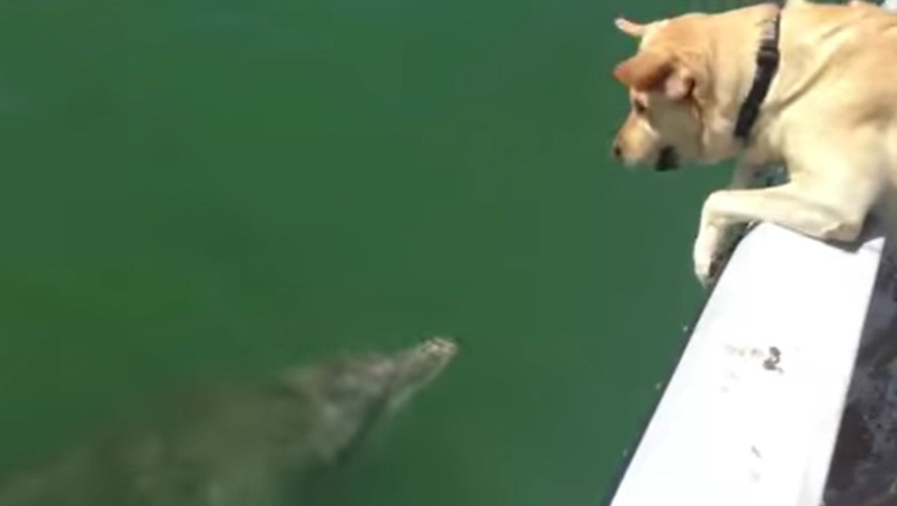 ラブラドールレトリーバー,動画