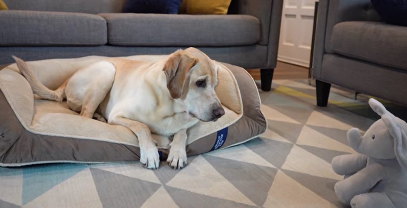 ラブラドールレトリーバー,動画