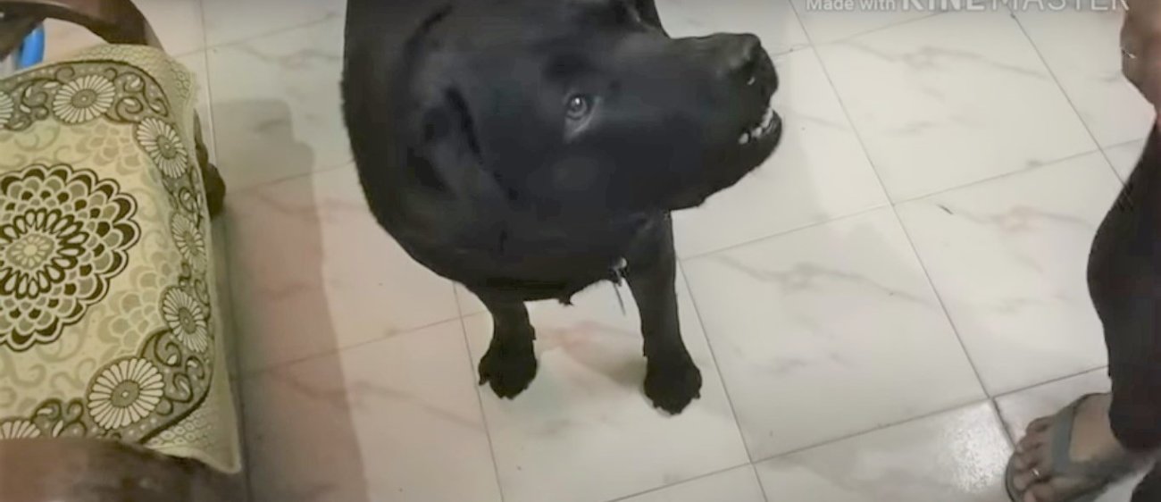 ラブラドールレトリーバー,動画