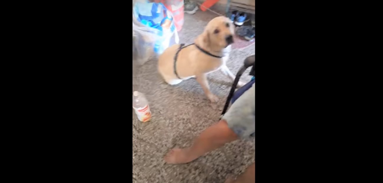 ラブラドールレトリーバー,動画