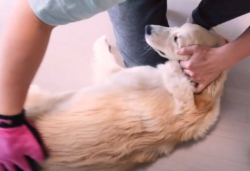 ゴールデンレトリーバー,動画