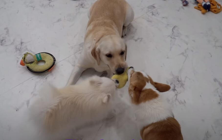ラブラドールレトリーバー,動画