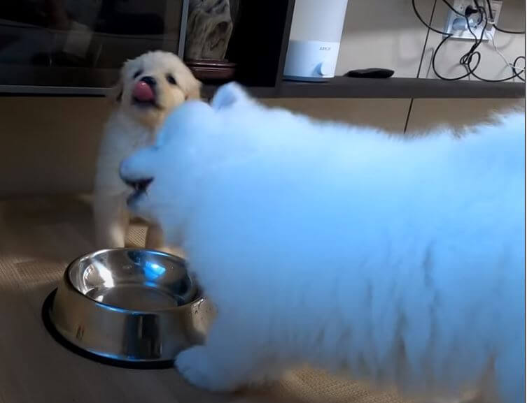 ゴールデンレトリーバー,動画