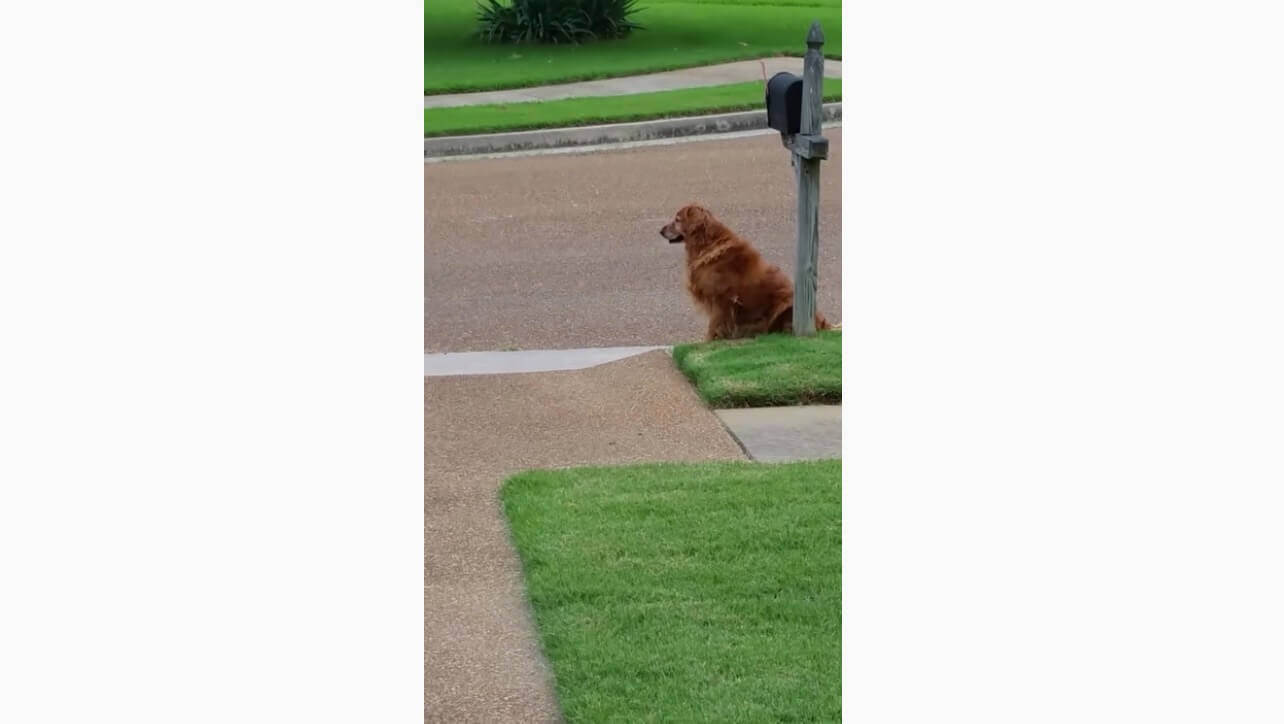 ゴールデンレトリーバー,動画