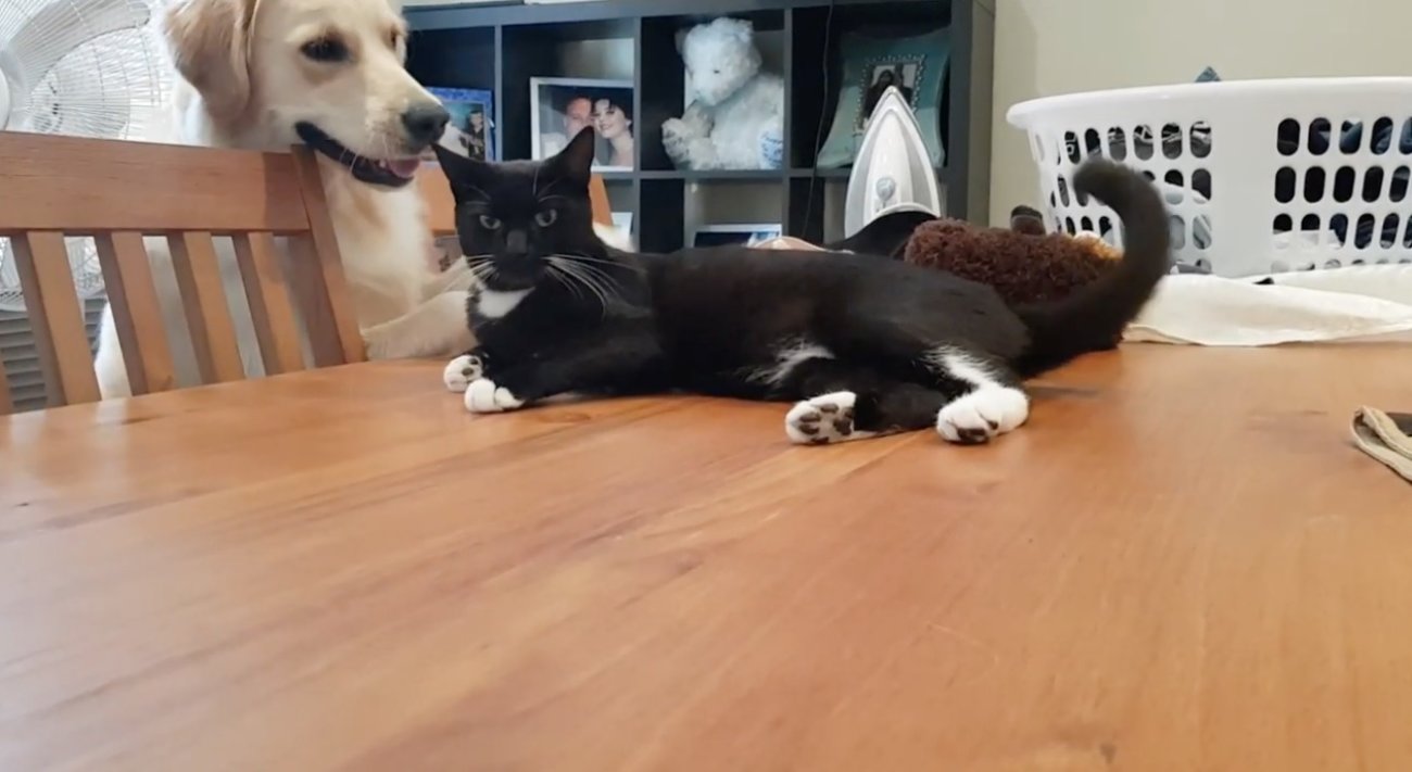 ゴールデンレトリーバー,動画