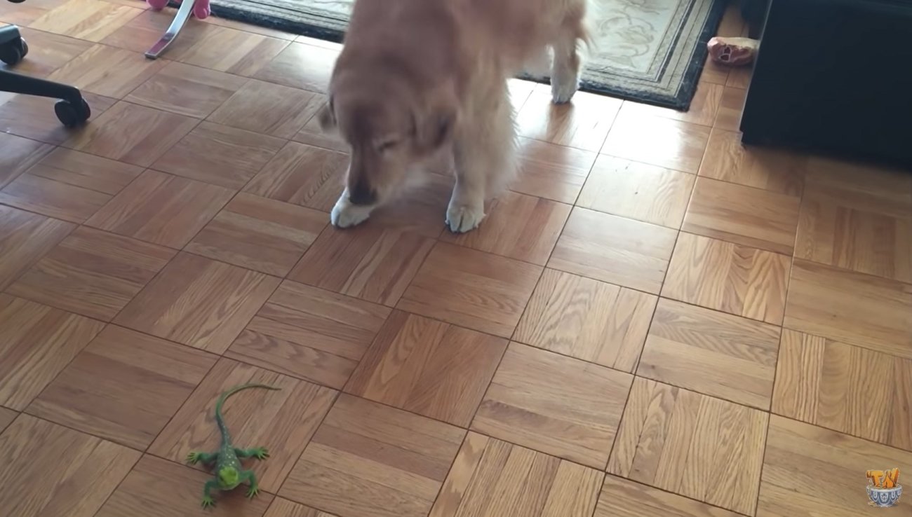 ゴールデンレトリーバー,動画