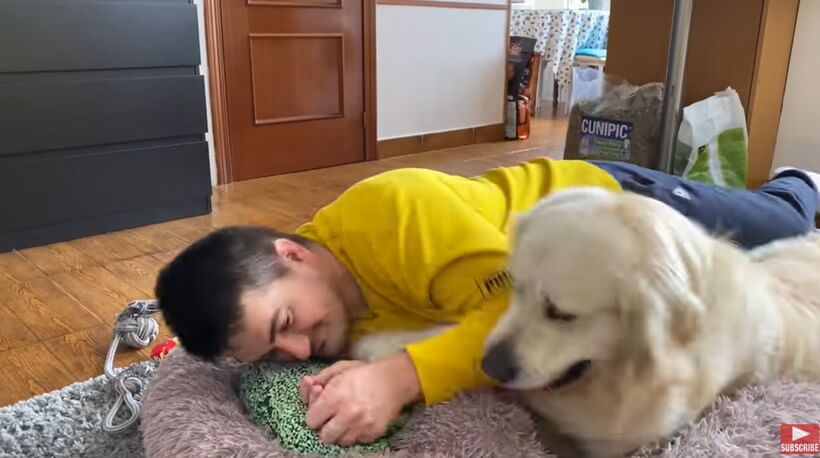 ゴールデンレトリーバー,動画