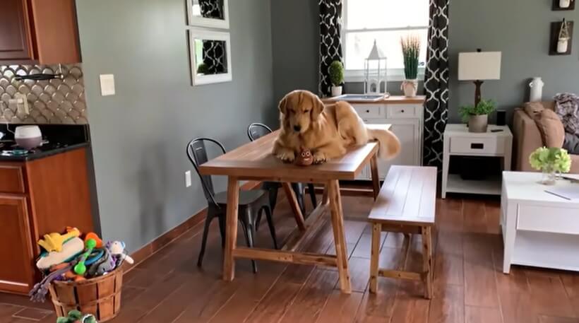 ゴールデンレトリーバー,動画