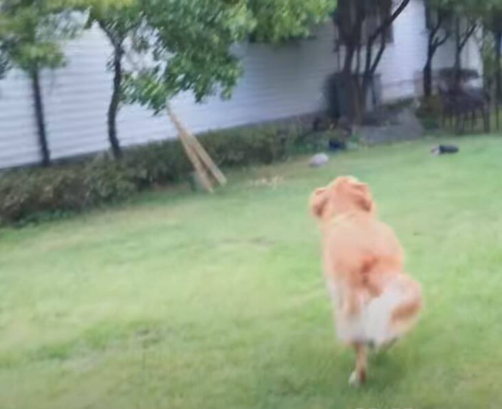 ゴールデンレトリーバー,動画