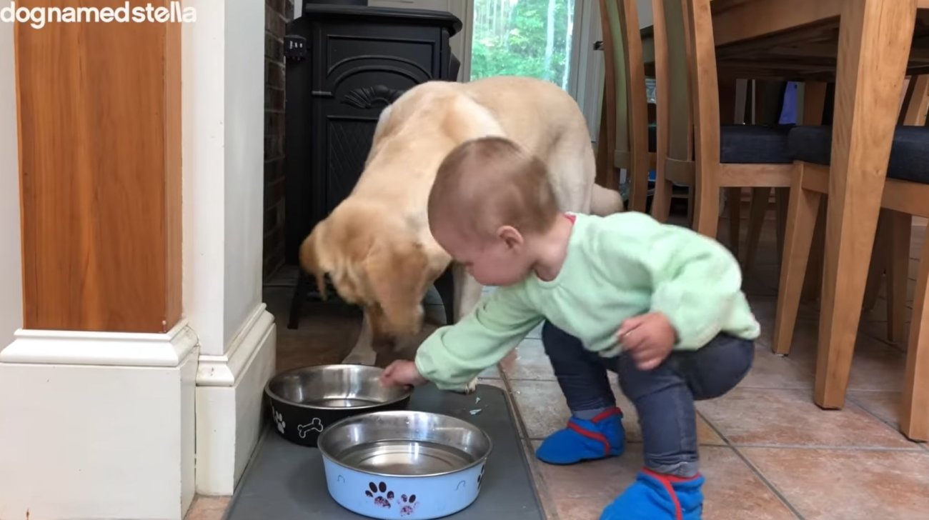 ラブラドールレトリーバー,動画