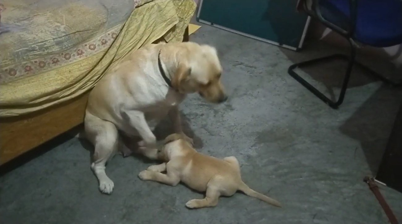 ラブラドールレトリーバー,動画