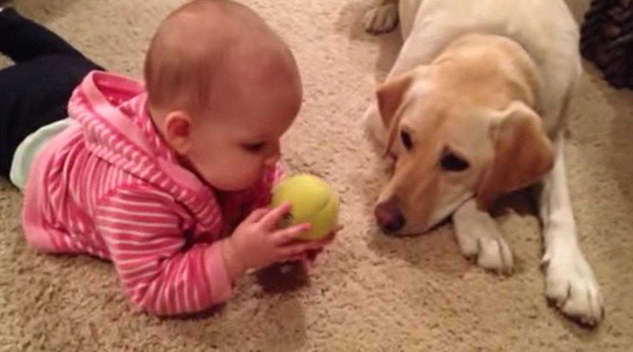 ラブラドールレトリーバー,動画