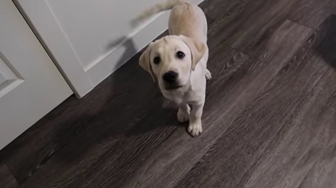 ラブラドールレトリーバー,動画