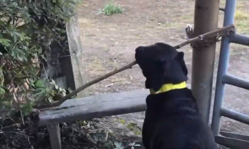 ラブラドールレトリーバー,動画