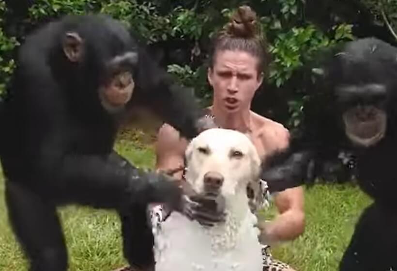 ラブラドールレトリーバー,動画