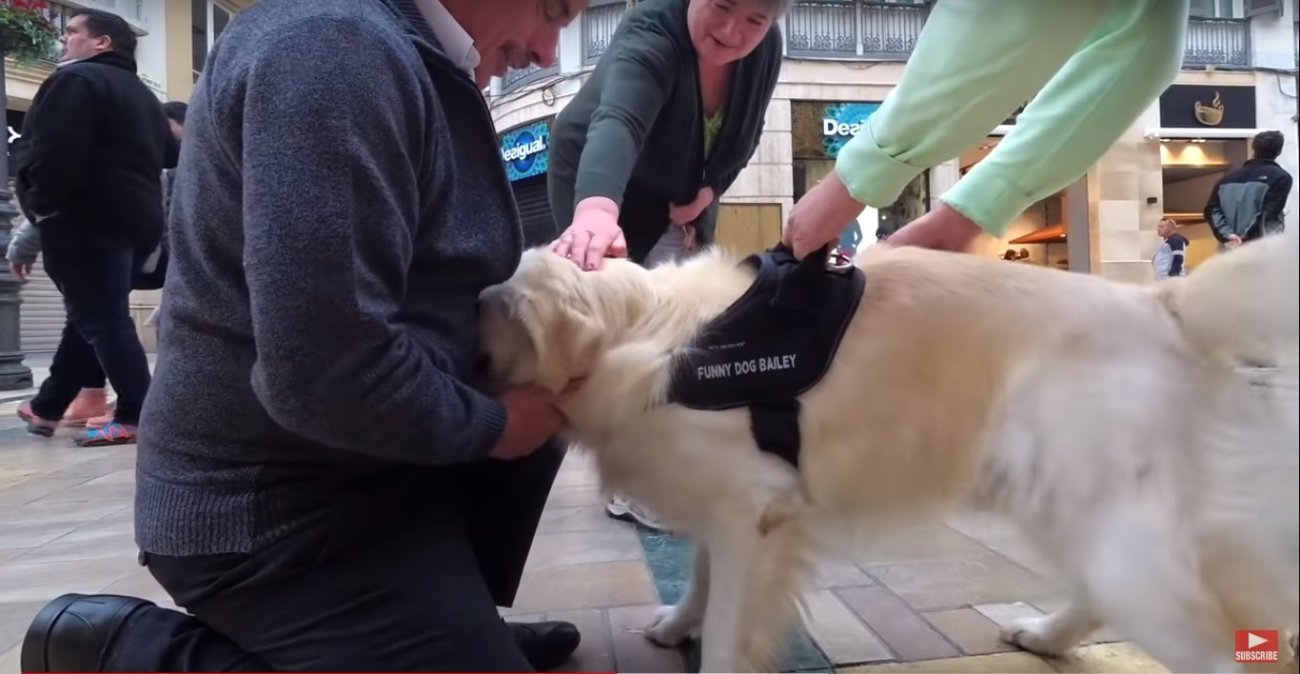 ゴールデンレトリーバー,動画