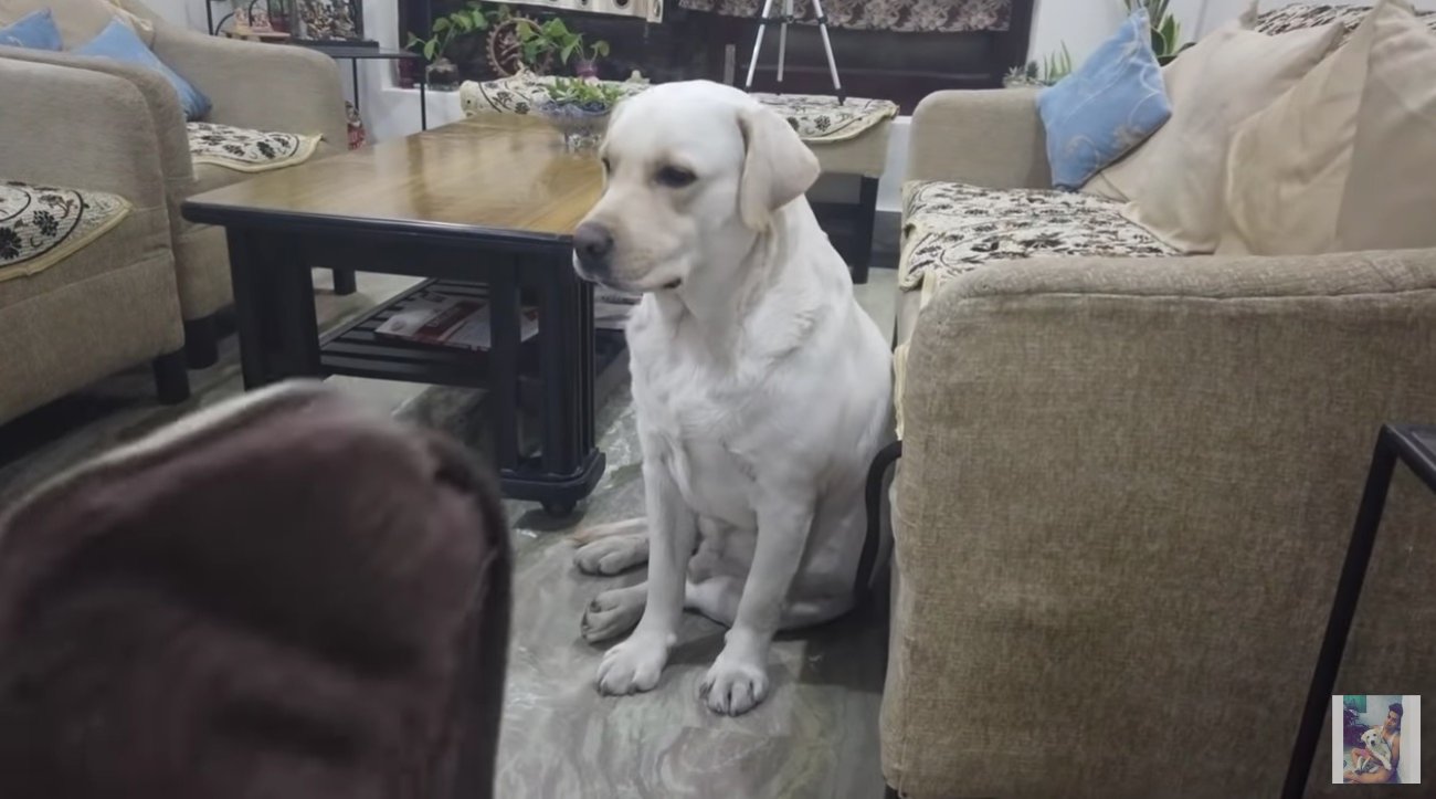 ラブラドールレトリーバー,動画