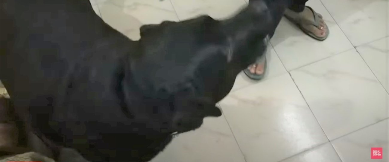 ラブラドールレトリーバー,動画