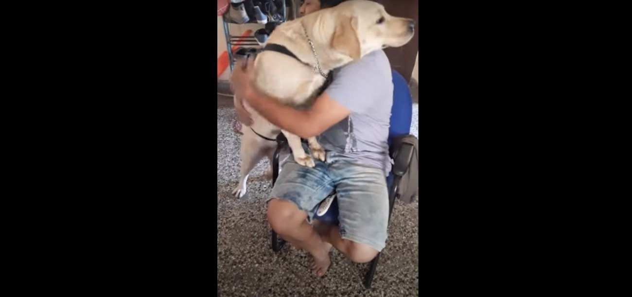 ラブラドールレトリーバー,動画