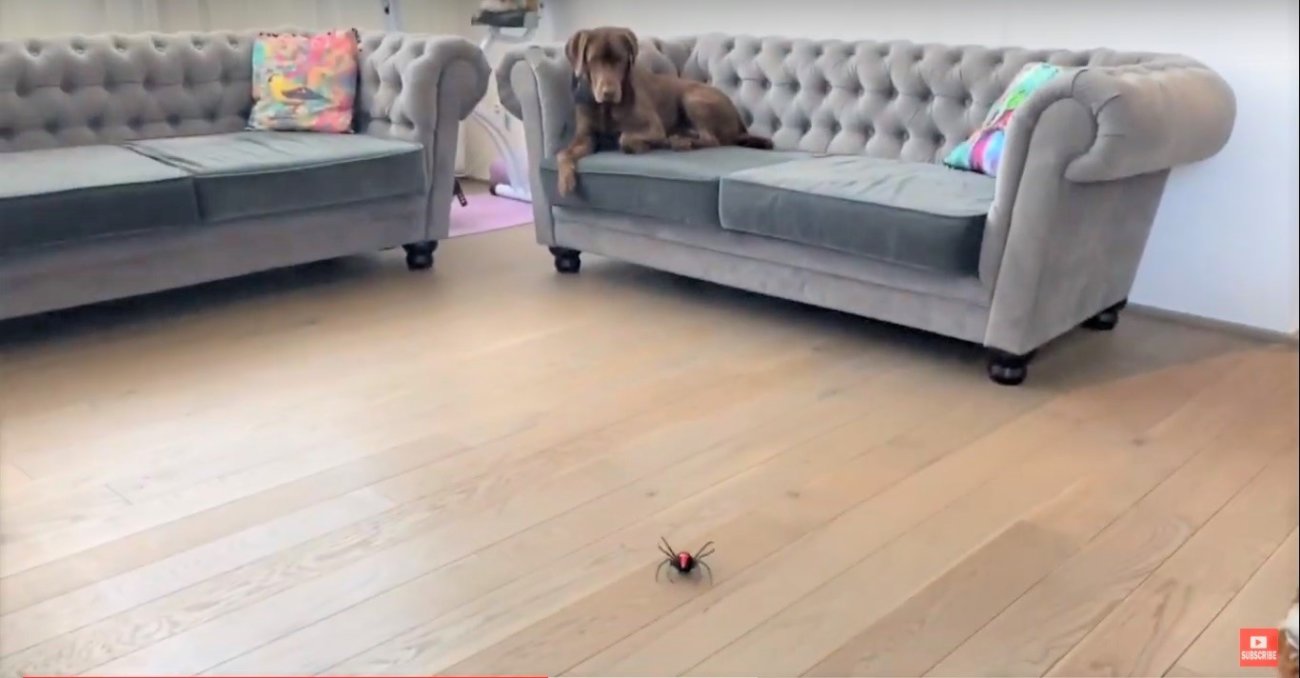 ラブラドールレトリーバー,動画