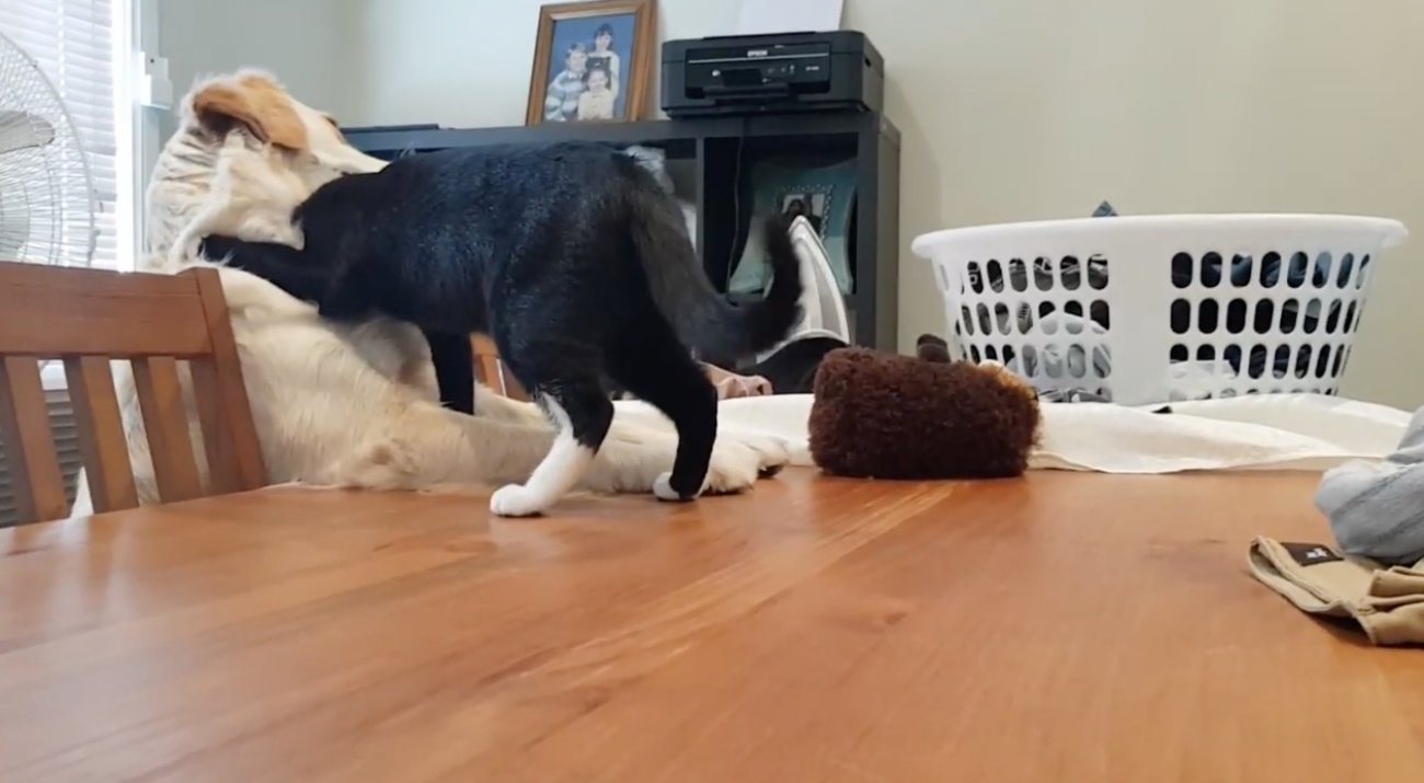 ゴールデンレトリーバー,動画