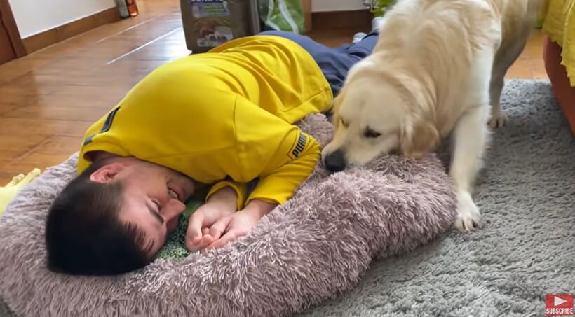 ゴールデンレトリーバー,動画