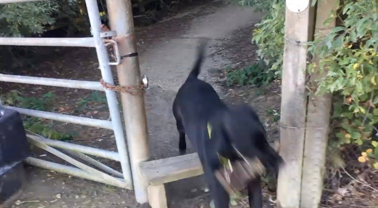 ラブラドールレトリーバー,動画