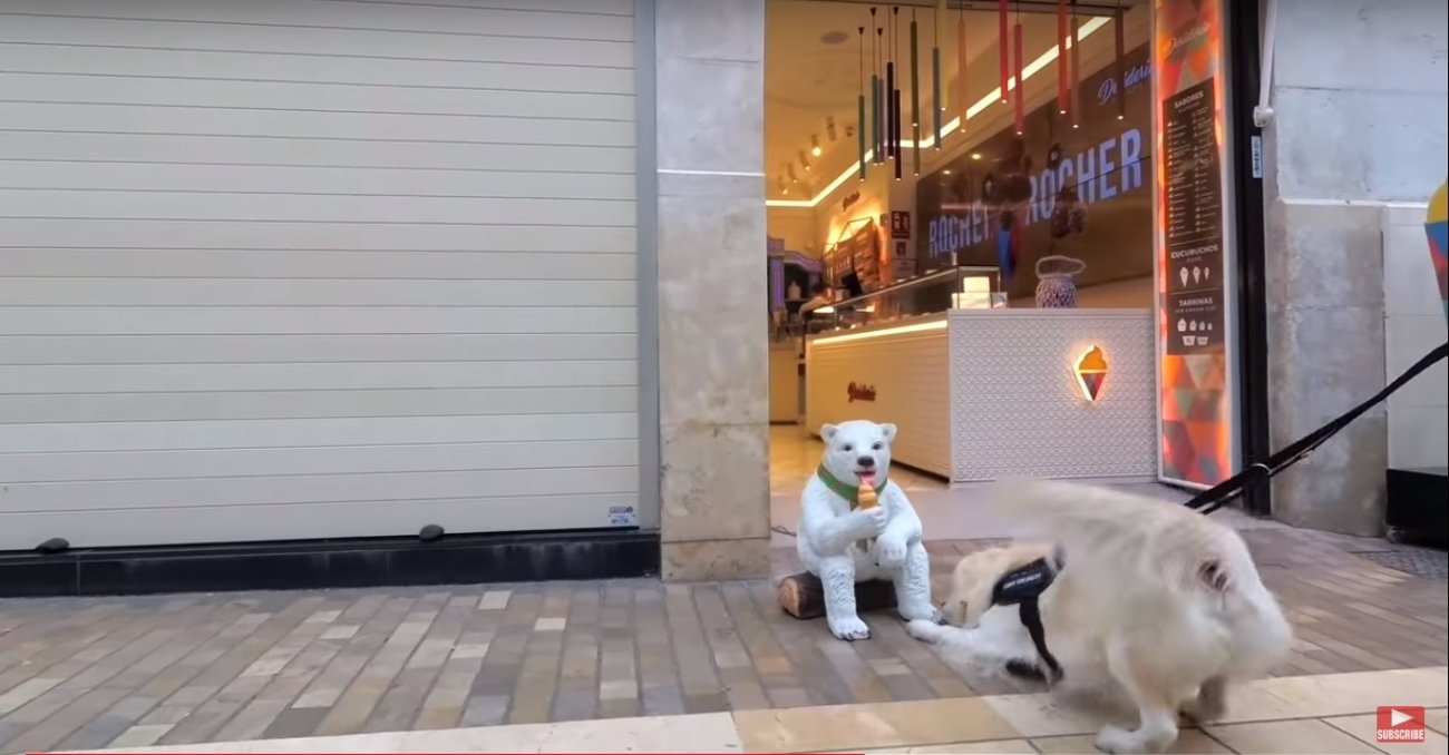 ゴールデンレトリーバー,動画