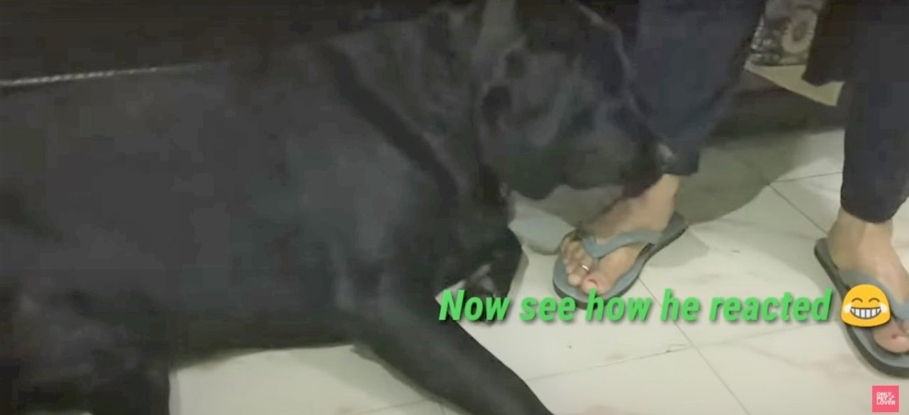 ラブラドールレトリーバー,動画