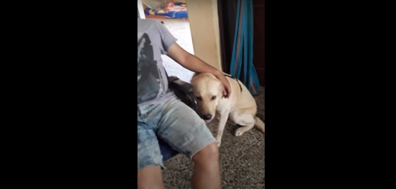 ラブラドールレトリーバー,動画