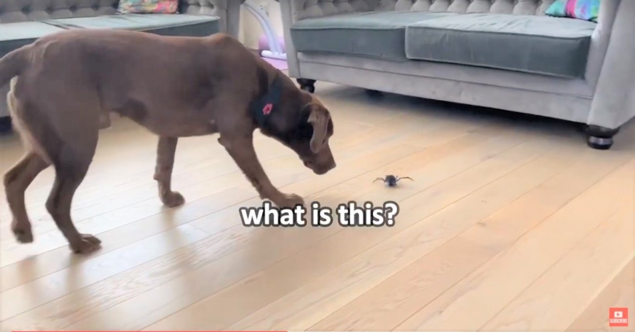 ラブラドールレトリーバー,動画