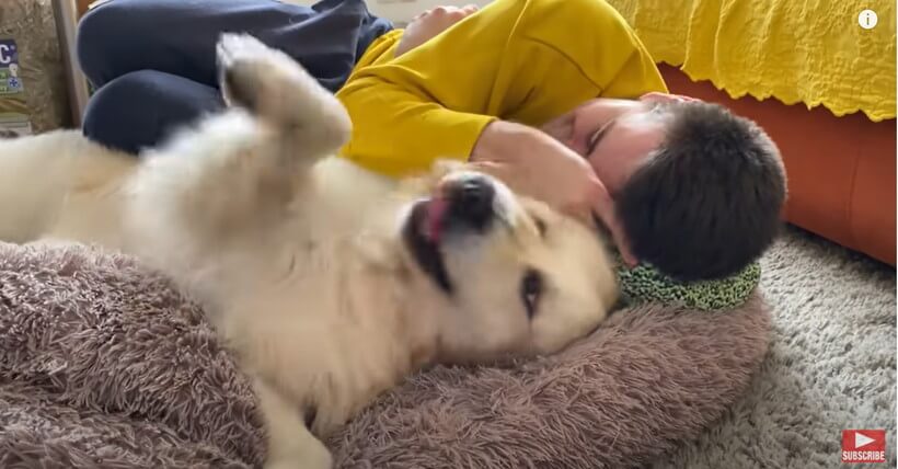 ゴールデンレトリーバー,動画