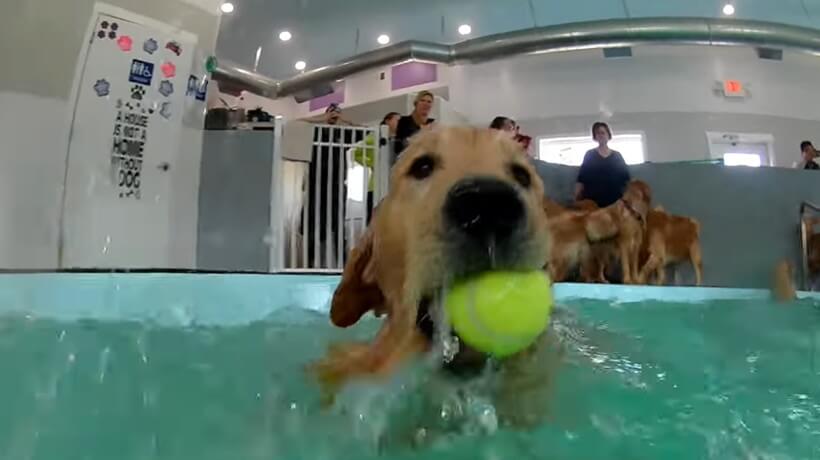 ゴールデンレトリーバー,動画