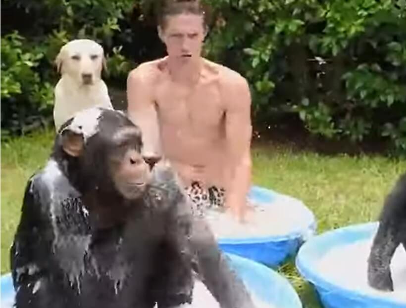 ラブラドールレトリーバー,動画