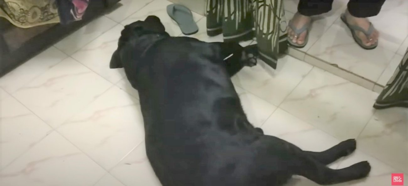 ラブラドールレトリーバー,動画